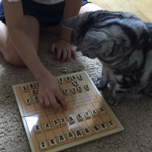 猫、将棋をさす