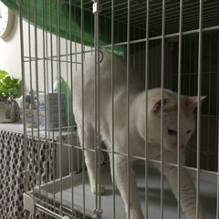 猫の日で、猫騒動！