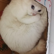 苦しい時の、猫頼み