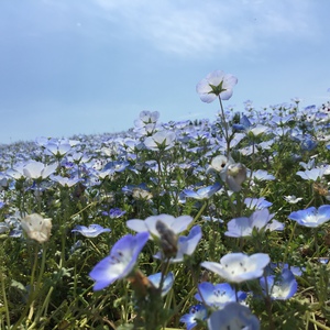 国営ひたち海浜公園に行って来ました！