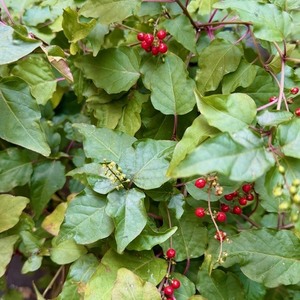 今月もありがとうございました